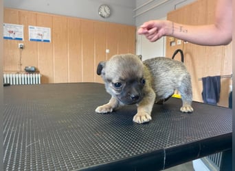 Falk, kleiner Mops-Mix sucht Traumzuhause