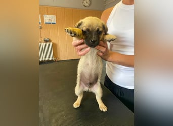 Ferdi, sucht liebevolles Zuhause