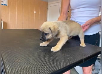 Ferdi, sucht liebevolles Zuhause