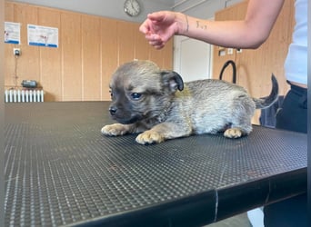 Falk, kleiner Mops-Mix sucht Traumzuhause