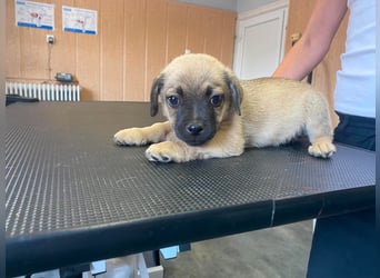 Ferdi, sucht liebevolles Zuhause
