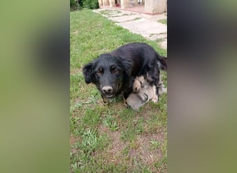 Falk, kleiner Mops-Mix sucht Traumzuhause