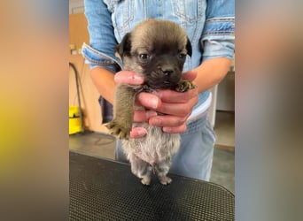 Falk, kleiner Mops-Mix sucht Traumzuhause
