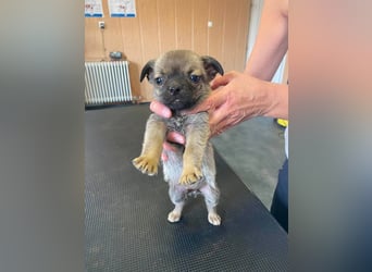 Falk, kleiner Mops-Mix sucht Traumzuhause