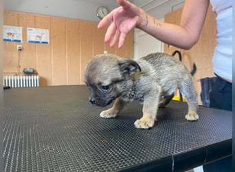 Falk, kleiner Mops-Mix sucht Traumzuhause