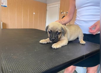 Ferdi, sucht liebevolles Zuhause