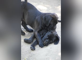 Nita, kleine Welpenhündin sucht ein schönes Zuhause