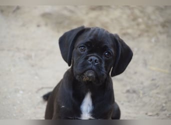 Nita, kleine Welpenhündin sucht ein schönes Zuhause