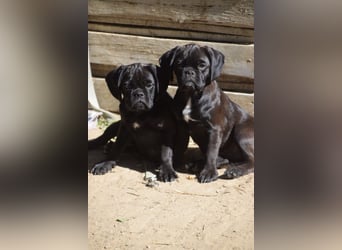 Nita, kleine Welpenhündin sucht ein schönes Zuhause