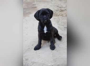 Nita, kleine Welpenhündin sucht ein schönes Zuhause