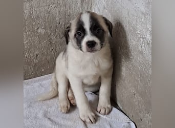 Mito - kleiner Herzenshund