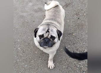 MOPO - MOPS IST BEREIT