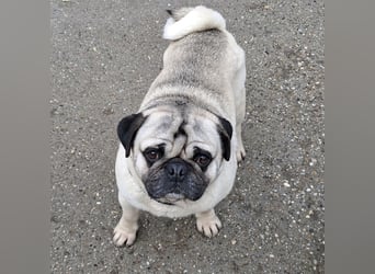 MOPO - MOPS IST BEREIT