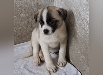 Mito - kleiner Herzenshund