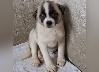 Mito - kleiner Herzenshund