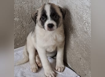 Mito - kleiner Herzenshund