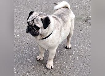 MOPO - MOPS IST BEREIT