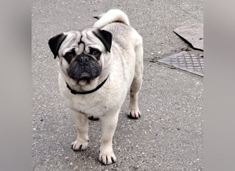 MOPO - MOPS IST BEREIT