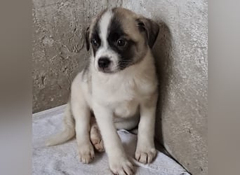 Mito - kleiner Herzenshund