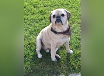 Charly, geboren 10.07.2013, 40cm sucht neues Zuhause