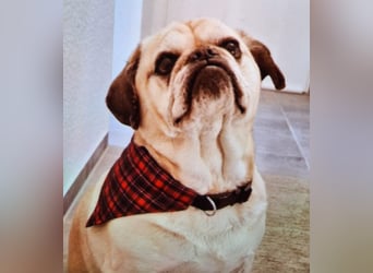 Charly, geboren 10.07.2013, 40cm sucht neues Zuhause