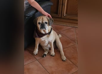 Charly, geboren 10.07.2013, 40cm sucht neues Zuhause