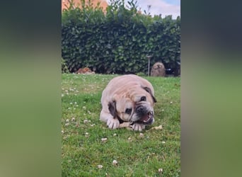 Charly, geboren 10.07.2013, 40cm sucht neues Zuhause