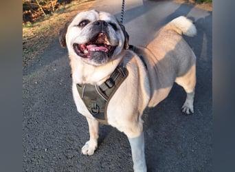 Charly, geboren 10.07.2013, 40cm sucht neues Zuhause