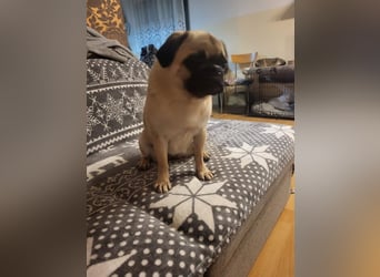 GINA - wer schenkt mir sein Herz und ein liebevolles Zuhause?