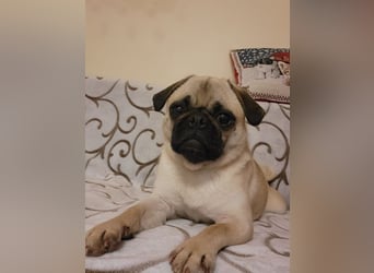 GINA - wer schenkt mir sein Herz und ein liebevolles Zuhause?