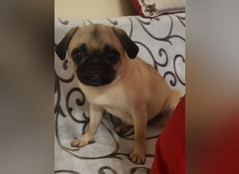 GINA - wer schenkt mir sein Herz und ein liebevolles Zuhause?