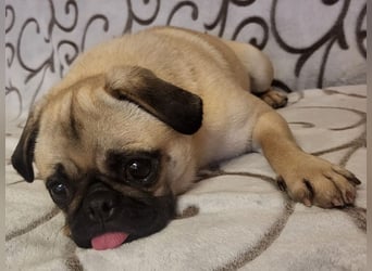 GINA - wer schenkt mir sein Herz und ein liebevolles Zuhause?