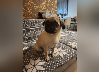 GINA - wer schenkt mir sein Herz und ein liebevolles Zuhause?