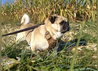 Teddy sucht ein neues Zuhause