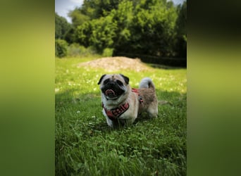 Teddy sucht ein neues Zuhause