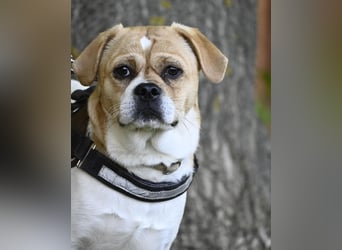 Samu SI - unsicher, schüchtern