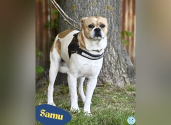 Samu SI - unsicher, schüchtern