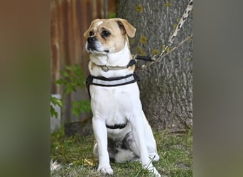 Samu SI - unsicher, schüchtern