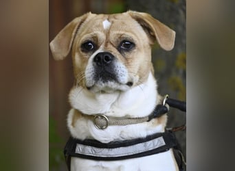 Samu SI - unsicher, schüchtern