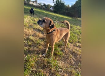 CHICKO, munterer Mops-Mix, 11 Jahre, 35 cm, Pflegestelle 57635 Mehren, Tierschutz