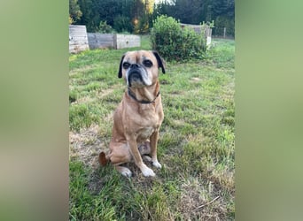 CHICKO, munterer Mops-Mix, 11 Jahre, 35 cm, Pflegestelle 57635 Mehren, Tierschutz