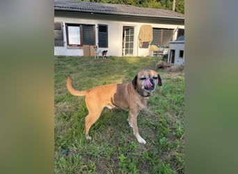 CHICKO, munterer Mops-Mix, 11 Jahre, 35 cm, Pflegestelle 57635 Mehren, Tierschutz