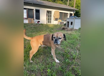 CHICKO, munterer Mops-Mix, 11 Jahre, 35 cm, Pflegestelle 57635 Mehren, Tierschutz