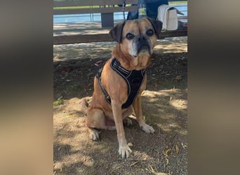 CHICKO, munterer Mops-Mix, 11 Jahre, 35 cm, Pflegestelle 57635 Mehren, Tierschutz