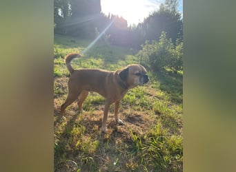 CHICKO, munterer Mops-Mix, 11 Jahre, 35 cm, Pflegestelle 57635 Mehren, Tierschutz