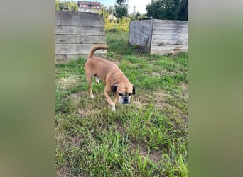 CHICKO, munterer Mops-Mix, 11 Jahre, 35 cm, Pflegestelle 57635 Mehren, Tierschutz