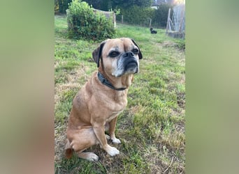 CHICKO, munterer Mops-Mix, 11 Jahre, 35 cm, Pflegestelle 57635 Mehren, Tierschutz