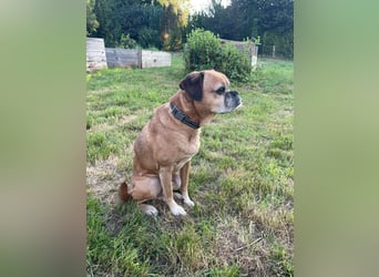 CHICKO, munterer Mops-Mix, 11 Jahre, 35 cm, Pflegestelle 57635 Mehren, Tierschutz