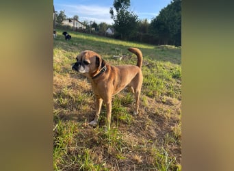 CHICKO, munterer Mops-Mix, 11 Jahre, 35 cm, Pflegestelle 57635 Mehren, Tierschutz