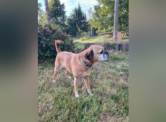 CHICKO, munterer Mops-Mix, 11 Jahre, 35 cm, Pflegestelle 57635 Mehren, Tierschutz